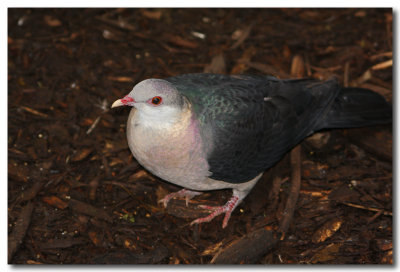 White - faced Pigeon