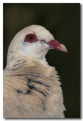 White - faced Pigeon