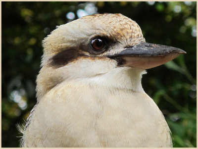 Kookaburra