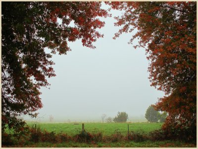 Foggy Autumn Morning