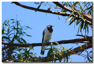 Magpie Lark