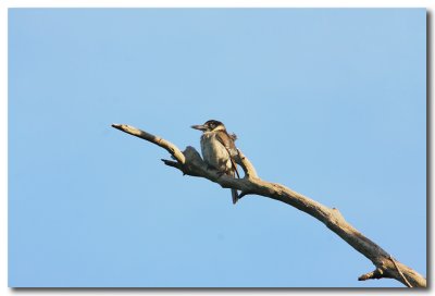 Butcher Bird