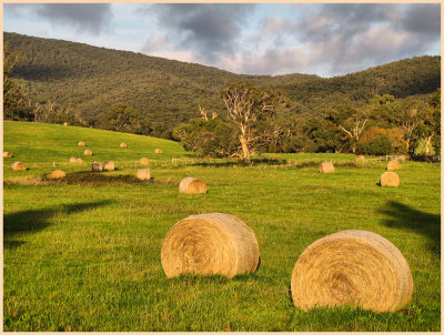 Hay bales