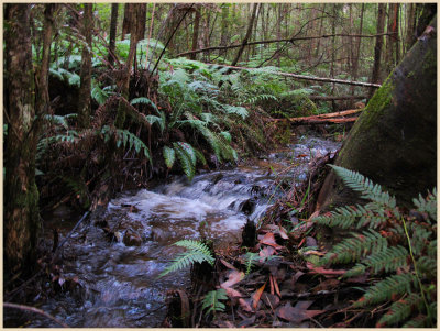 Small stream - Warburton