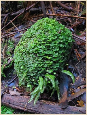 Rock fern