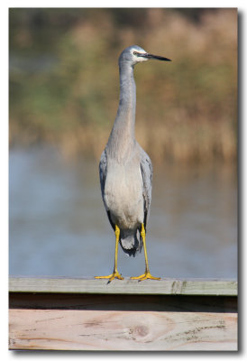 White - faced Heron