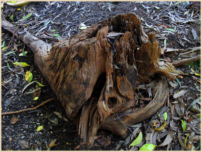 Old tree stump