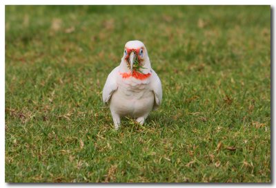 Long Billed Corella