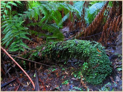 On the forest floor