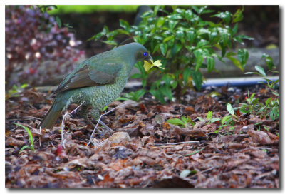 Bower Bird