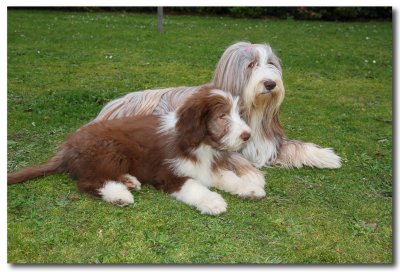 Thumper with mother Amy