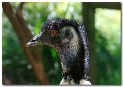 Emu