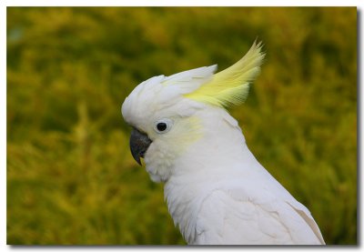 Sulphur Crested Cockatoo