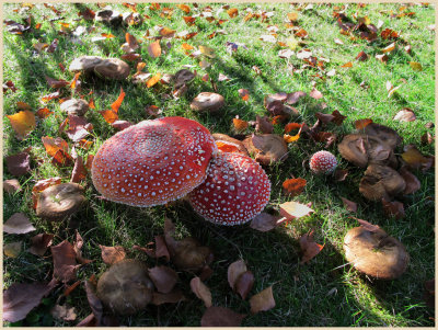 Amanita muscaria