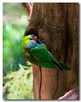 Purple - crowned Lorikeet