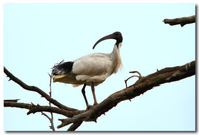 Australian White Ibis