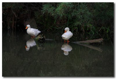 Pekin Ducks