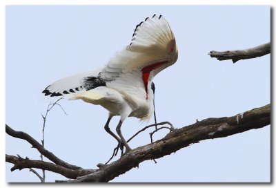 Australian White Ibis - Landing