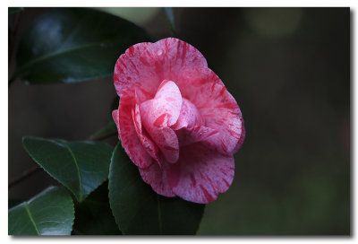 Camellia Japonica - ' Helenor '