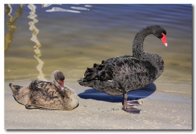 Black Swan with young