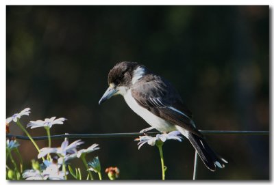 Grey Butcher Bird