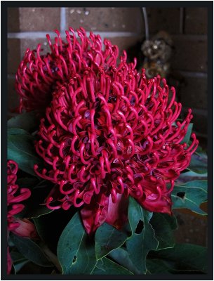 Waratah