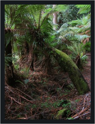 Moss covered tree fern