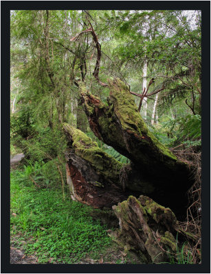 Mossy tree-stump
