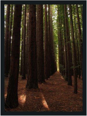 Californian Redwoods through the corridor