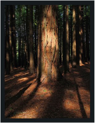 Bright sunlight on the trunk of the redwood