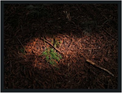 Circle of sunlight through the trees