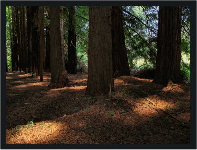 Sun spotlights at the edge of the forest