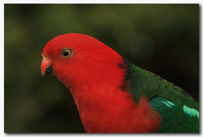 King Parrot - male close up