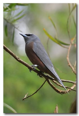 White - browed Woodswallow