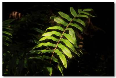 Sunlit fern frond