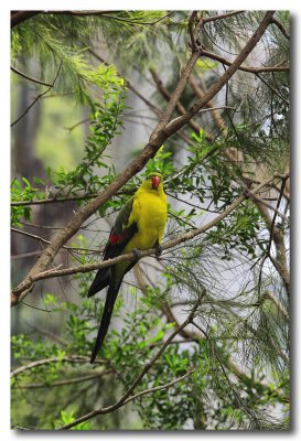 Regent Parrot