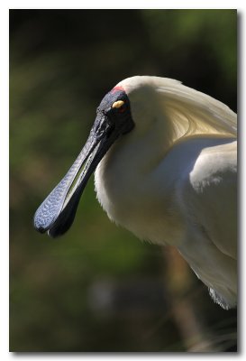 Royal Spoonbill