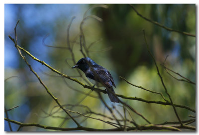 Satin Flycatcher - male