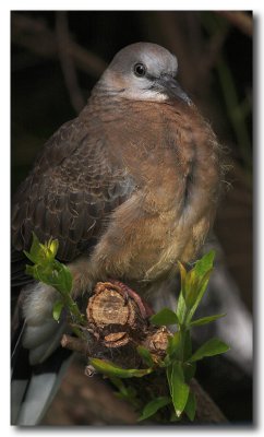 Spotted Dove - juvenile