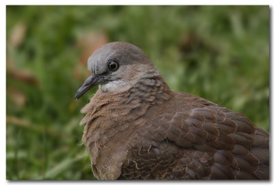 Spotted Dove - juvenile