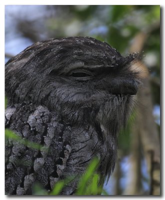 Tawny Frogmouth