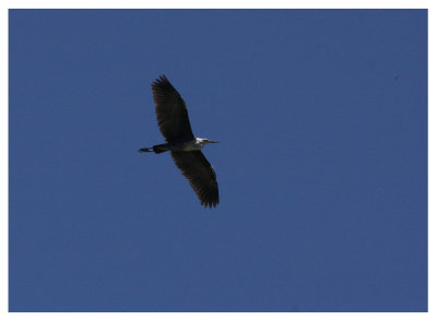 White -necked Heron inflight.jpg