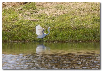 Australian Eastern Great Egret 