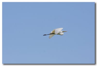 Australian Eastern Great Egret 