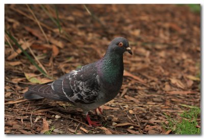 Rock Doves - Pidgeons