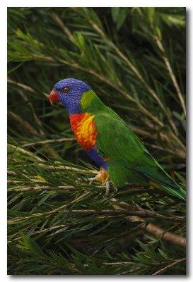 Rainbow Lorikeet