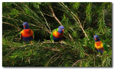 Rainbow Lorikeet
