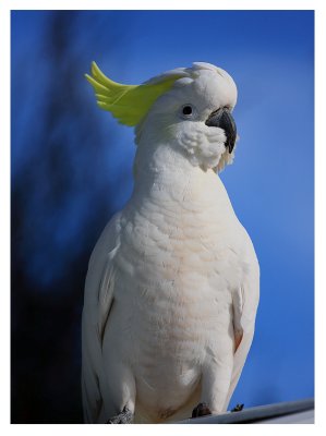 Sulphur Crested Cockatoo