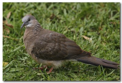 Spotted Dove - juvenile