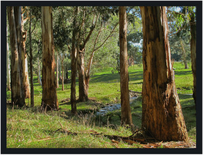 Aussie gums